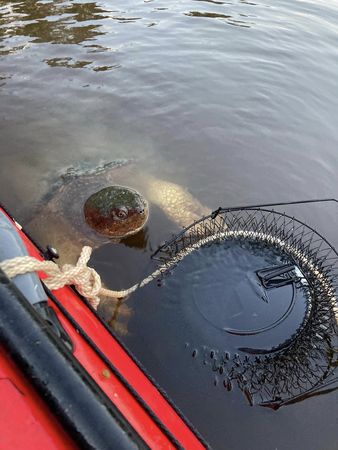 ▲▼美國密西西比河出現一隻身長達75公分的鱷龜。（圖／翻攝自Facebook／Shala Holm ）