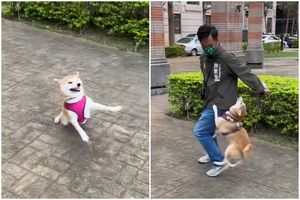 「熱情犬民LuLu」狂撲桃園議員候選人　賴品妤：以為是張育美委員