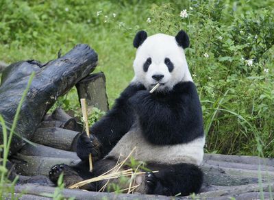 趙少康:蔡英文為「拜登的狗」說那麼多話 不能為團團說一句話?