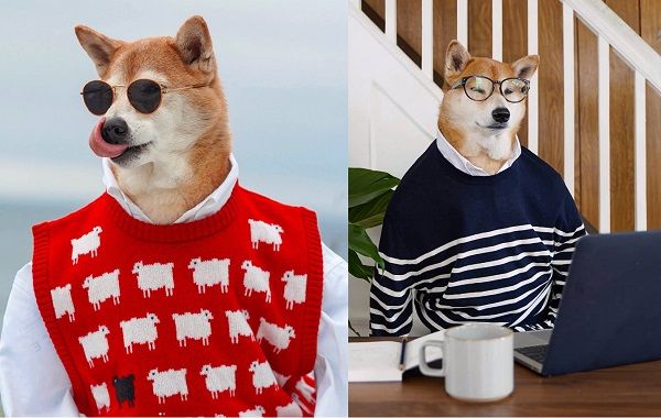 型男柴犬成時尚品牌新寵兒　主人「周末樂趣」吸粉40萬 | ETtoday