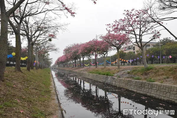 ▲「2022虎尾深秋美人宴」今11月19日至12月4日連續三個週末粉紅登場。（圖／記者蔡佩旻翻攝）