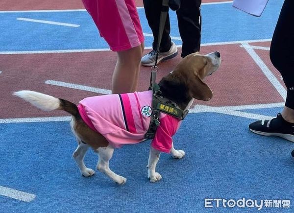 ▲米格魯校犬穿「同款小粉紅」參加運動會　上場比大隊接力全場歡呼。（圖／網友賈小姐提供）