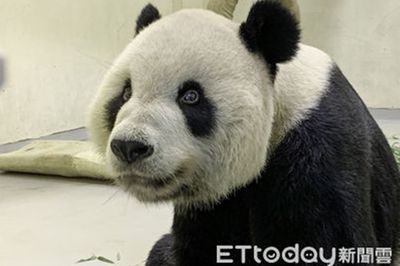 團團「入土為安VS製成標本」引粉絲正反論戰 園方:尊重大家意見