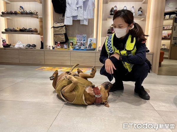 ▲1隻中型比特犬賴在店家不走。（圖／桃園警分局提供）