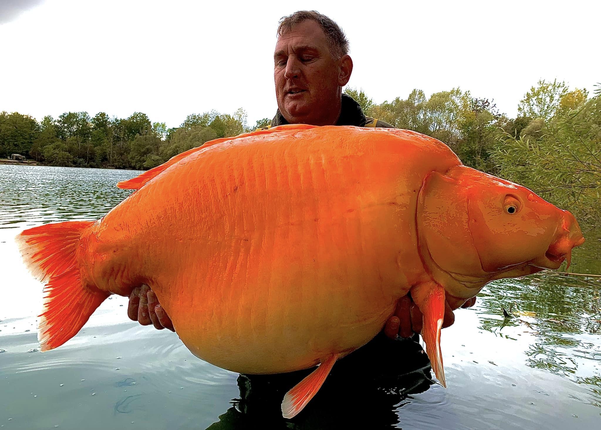 ▲▼ 男子釣到30公斤金魚。（圖／翻攝自臉書／Bluewater Lakes）