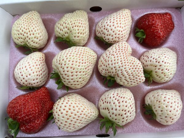▲內湖「白石森活休閒農場」落羽松轉紅約1/3，而有機白草莓已成熟。（圖／白石森活休閒農場提供）