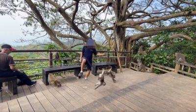 故意食物引誘！爬山男突伸腳「飛踹獼猴」還連續攻擊　惡行全曝光