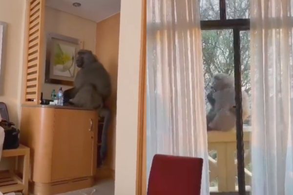 一隻狒狒闖進南非的一處度假勝地，偷吃客人的食物。（翻攝自@Queen_Viv_ Twitter）