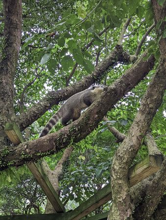 ▲▼長鼻浣熊在樹屋上舒適的曬太陽。（圖／業者台北市立動物園提供）         