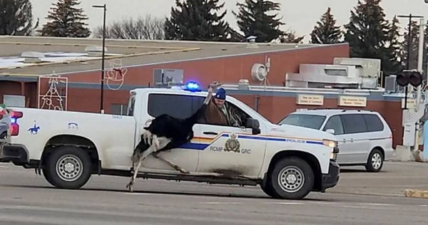 加拿大出現集體逃家的鴕鳥，當地警方出動警車圍捕，車內的警察還冷不防伸出一隻手，抓住鴕鳥脖子。（圖／路透社)