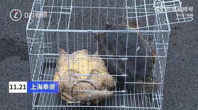 他花2萬買「巨龜」不捨被殺來吃　上網一查驚真實身分：放生完蛋