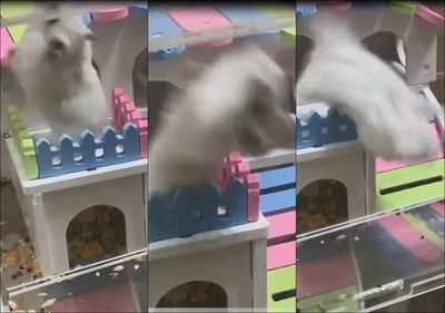 倉鼠爬二樓「瘋狂後空翻」！飼主嚇壞求救　結局竟是罹患絕症