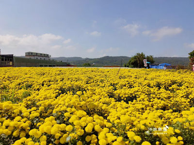 花期倒數！穿梭銅鑼杭菊金黃花海追拍火車　吃客家菜逛老字號餅舖