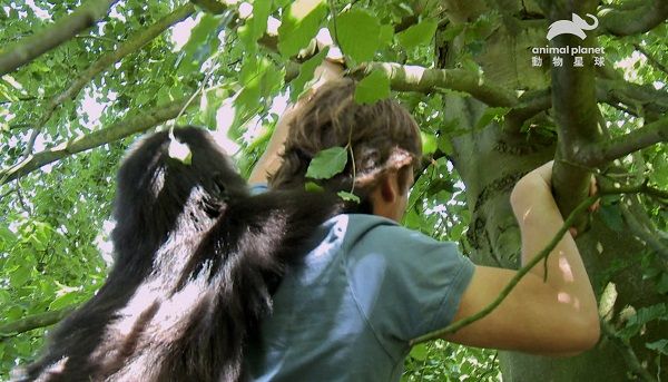 ▲▼戴米安背著小猩猩徒手爬大樹。（圖／翻攝自YouTube／動物星球頻道）