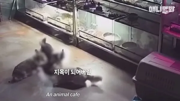 ▲▼咖啡廳內經常發生動物互相攻擊的情況。（圖／翻攝自YouTube）