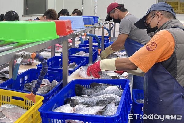 ▲石斑魚加工步驟繁瑣，比處理一般魚種還費時。（圖／漁業署提供）