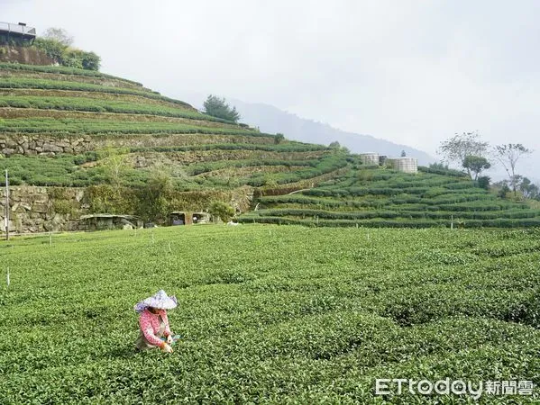 ▲▼阿里山茶海來襲！茶體驗走入嘉義高山茶都  。（圖／嘉義縣政府提供）