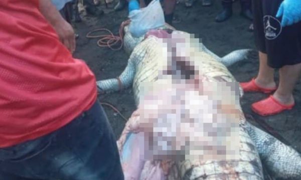 爸媽面前被叼走斷頭　村民開膛3.6公尺長巨鱷找到「8歲童碎屍」。（圖／翻攝自Twitter）