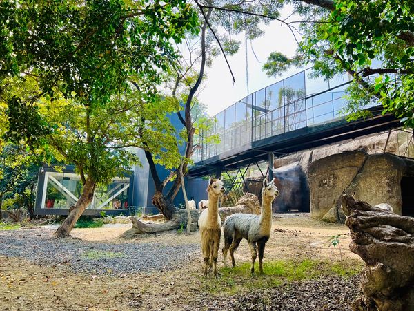 ▲▼ 高雄壽山動物園回來了！12／16試營運，全新園區搶先看。（圖／記者賴文萱翻攝）