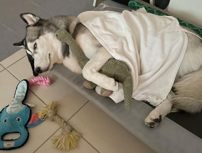 被同化了?哈士奇蓋被被窩床「超級怕冷」 媽笑:你雪地打滾的狗