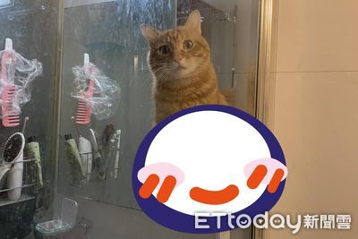 貓愛偷窺洗澡!他乾脆裝「專屬賞鳥台」 驚呆萬人:掛勾好強