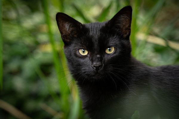 ▲黑貓。（圖／取自免費圖庫／pixabay）