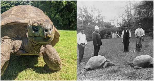 1832年孵化！全球最長壽象龜過「190歲生日」　將連開3天生日趴