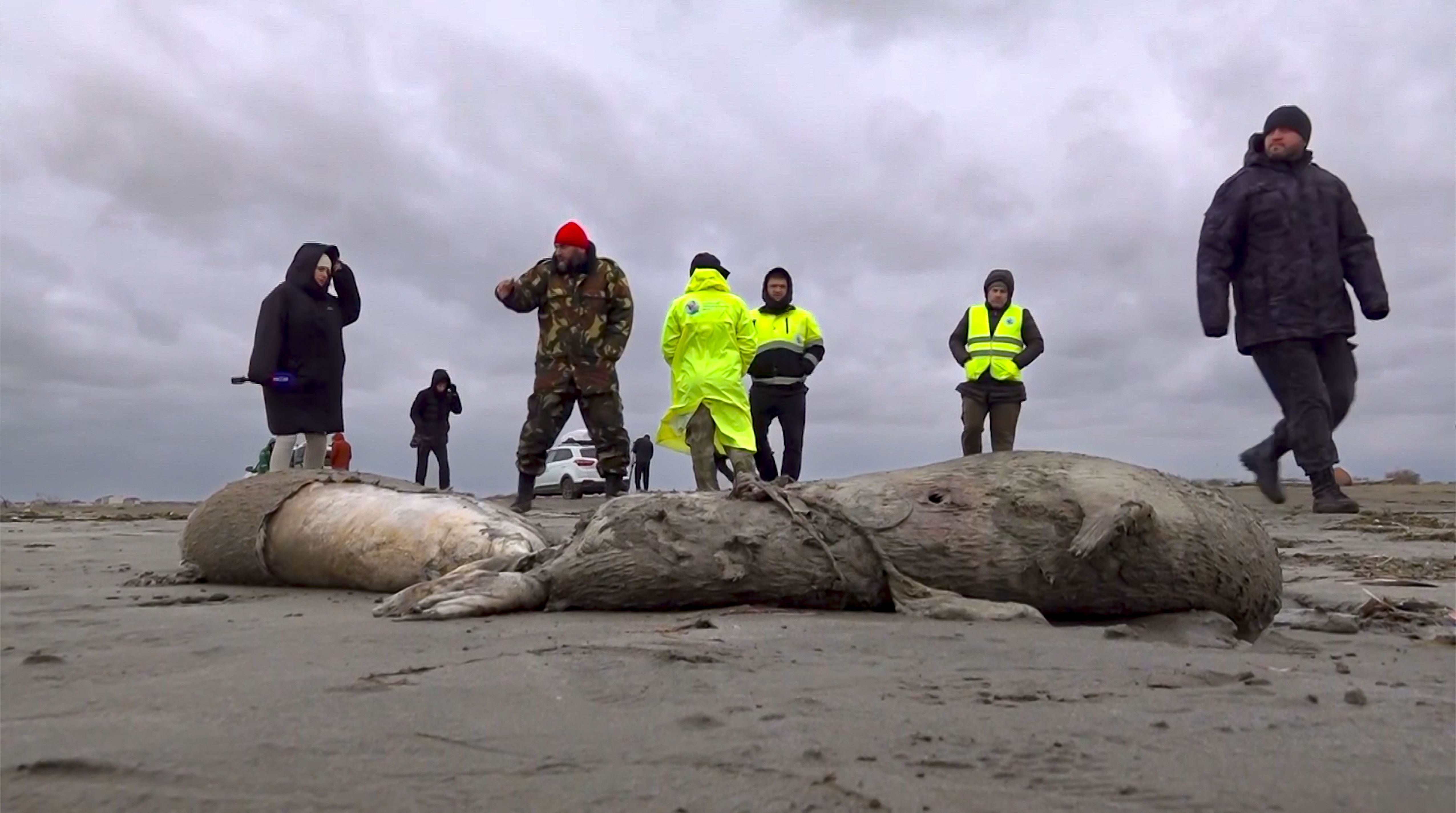 2500头海豹大规模死亡！　俄罗斯里海沿岸躺一片