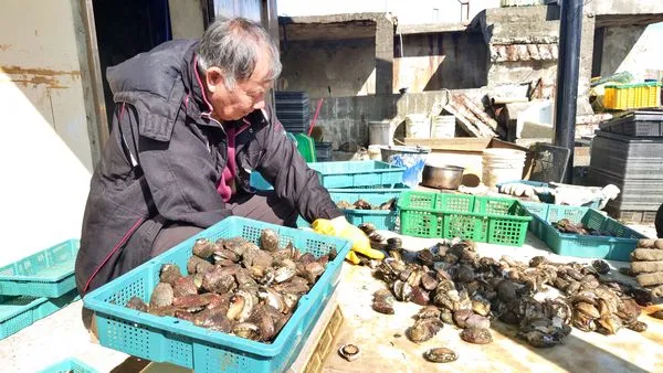 ▲東北角新鮮直送貢寮鮑 12／6現煎百份免費試吃。（圖／新北市漁業處提供）