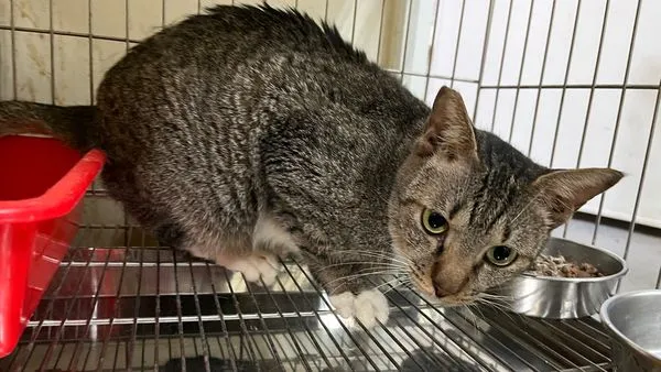 ▲▼照顧愛滋貓不難「定期打疫苗」 新北動保處提供照護小訣竅。（圖／新北市動保處提供）