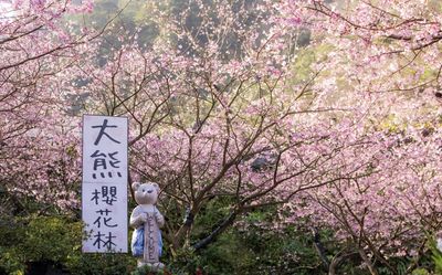 三峽櫻花林「最美花期」曝光！2500棵粉霧海超浪漫　夜櫻同步開催