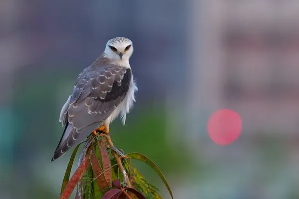 ▲▼台中警二分局展出山川飛羽昆蟲文藝畫廊，藉由大自然美景紓解波麗士壓力。（圖／警二分局提供，下同）