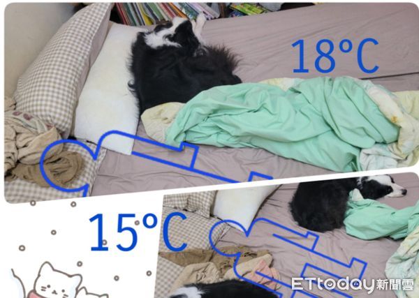 ▲東北季風增強！媽從「狗狗睡姿」分辨不同氣溫　感動還有位置可睡。（圖／粉專「三狗生活」提供，請勿隨意翻拍，以免侵權。）