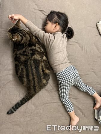 貓咪跟小朋友體型一樣大。（圖／網友Nai Jun Fong提供）
