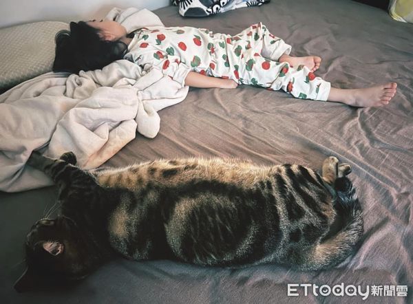 貓咪跟小朋友體型一樣大。（圖／網友Nai Jun Fong提供）
