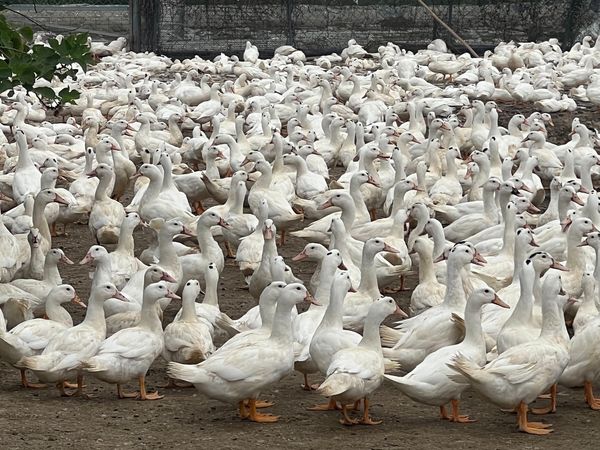 ▲▼ 高雄養鴨場爆驗出「H5N1禽流感」，2060鴨隻全面撲殺清場。（圖／記者賴文萱翻攝）