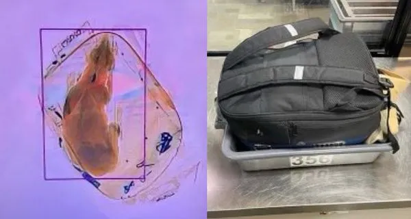 機場X光又掃到動物身影　安檢員發現「寵物犬被塞在背包」傻眼。（圖／翻攝自Twitter／TSA_GreatLakes）