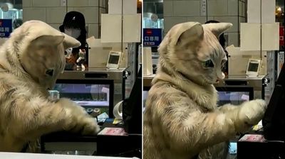 結帳店員竟是超巨大貓咪！　「貓掌熟練按螢幕」路人看呆急拿手機錄影