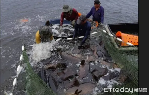 ▲抓石斑魚             。（圖／民眾提供，下同）