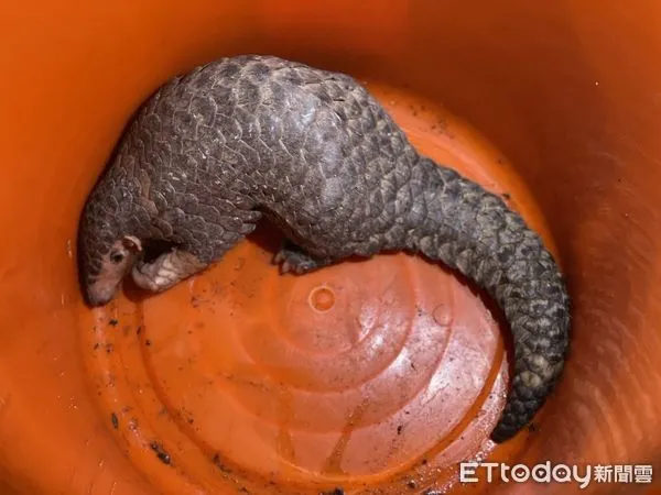 ▲▼        宜蘭穿山甲     。（圖／民眾提供）