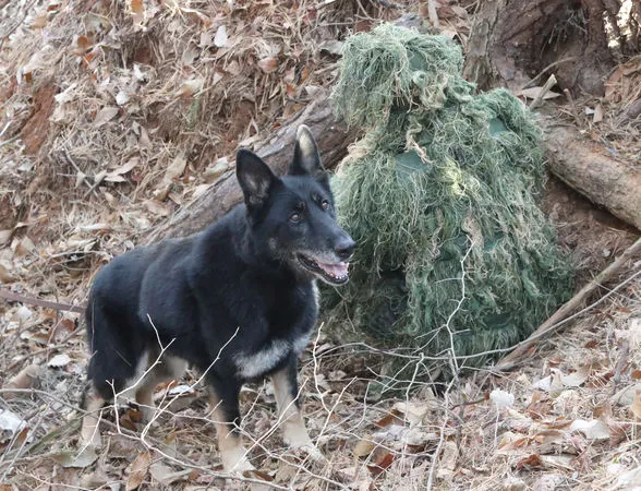 ▲▼在南韓陸軍部隊服役的牧羊犬達官今年滿10歲，軍方為其舉辦退伍儀式。（圖／達志影像／newscom）
