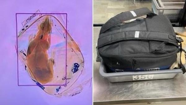 美國運輸安全管理局（TSA）日前在安檢中發現各種稀奇古怪違禁品，近日又在安檢過程中發現旅客背包裡有一條活生生的狗。（翻攝TSA GreatLakes推特）