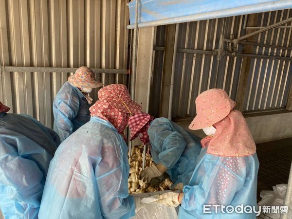 ▲雲林水林鄉土番鴨場確診H5N1禽流感，執行土番鴨25637隻撲殺銷毀作業，並督導業者完成場區清潔及消毒工作。（圖／記者蔡佩旻翻攝）