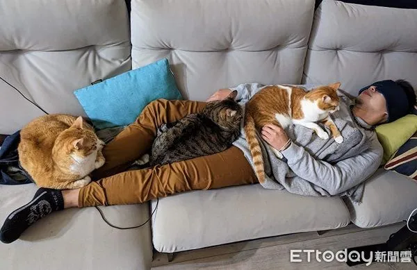 ▲▼手術不舒服躺沙發！3愛貓跑來窩身上「緊盯關心」　爸：沒有白疼。（圖／網友顏維成授權提供）