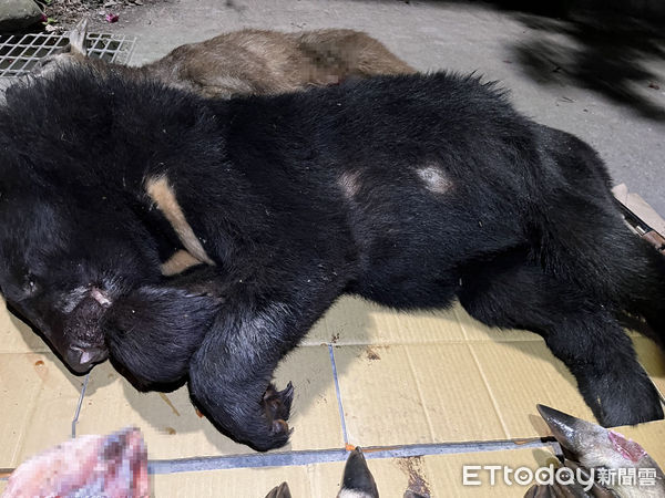 ▲屏東檢警查獲被獵殺台灣黑熊等保育類野生動物            。（圖／民眾提供）