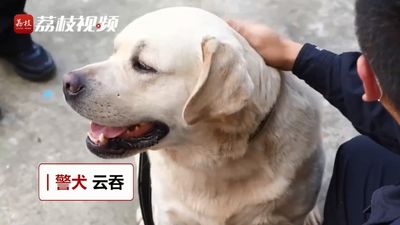 警犬健檢「被獸醫叮嚀太胖要減肥」　網全笑瘋：伙食太好控制不住啦