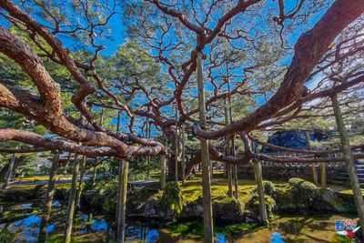 朝聖日本三大名園「金澤兼六園」！古老噴泉前用膳、享受最美秋色