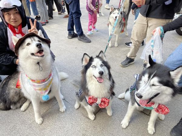 ▲大陣仗「哈士奇進香團」現身大甲媽祖廟　粉絲關心：爸媽們還好嗎。（圖／有點毛毛的／飼主曾小惠提供）