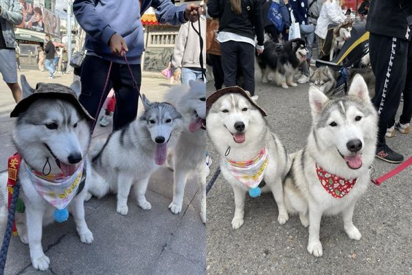 ▲大陣仗「哈士奇進香團」現身大甲媽祖廟　粉絲關心：爸媽們還好嗎。（圖／有點毛毛的／飼主曾小惠提供）