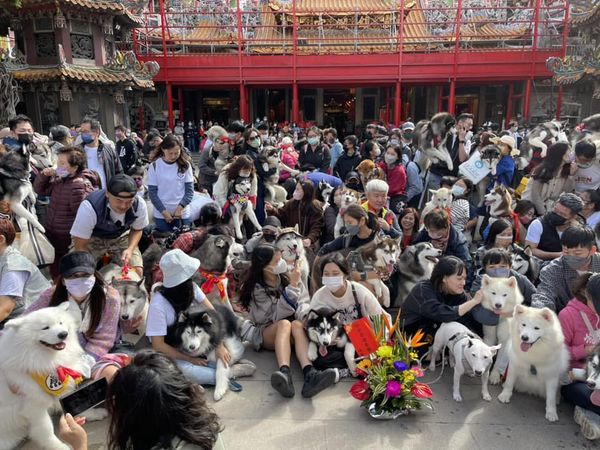 ▲大陣仗「哈士奇進香團」現身大甲媽祖廟　粉絲關心：爸媽們還好嗎。（圖／有點毛毛的／飼主曾小惠提供）